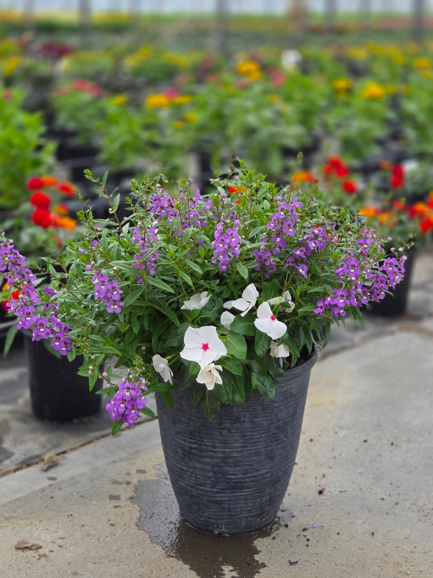 PatioTribute | Liberty Lights - Small Patio Container