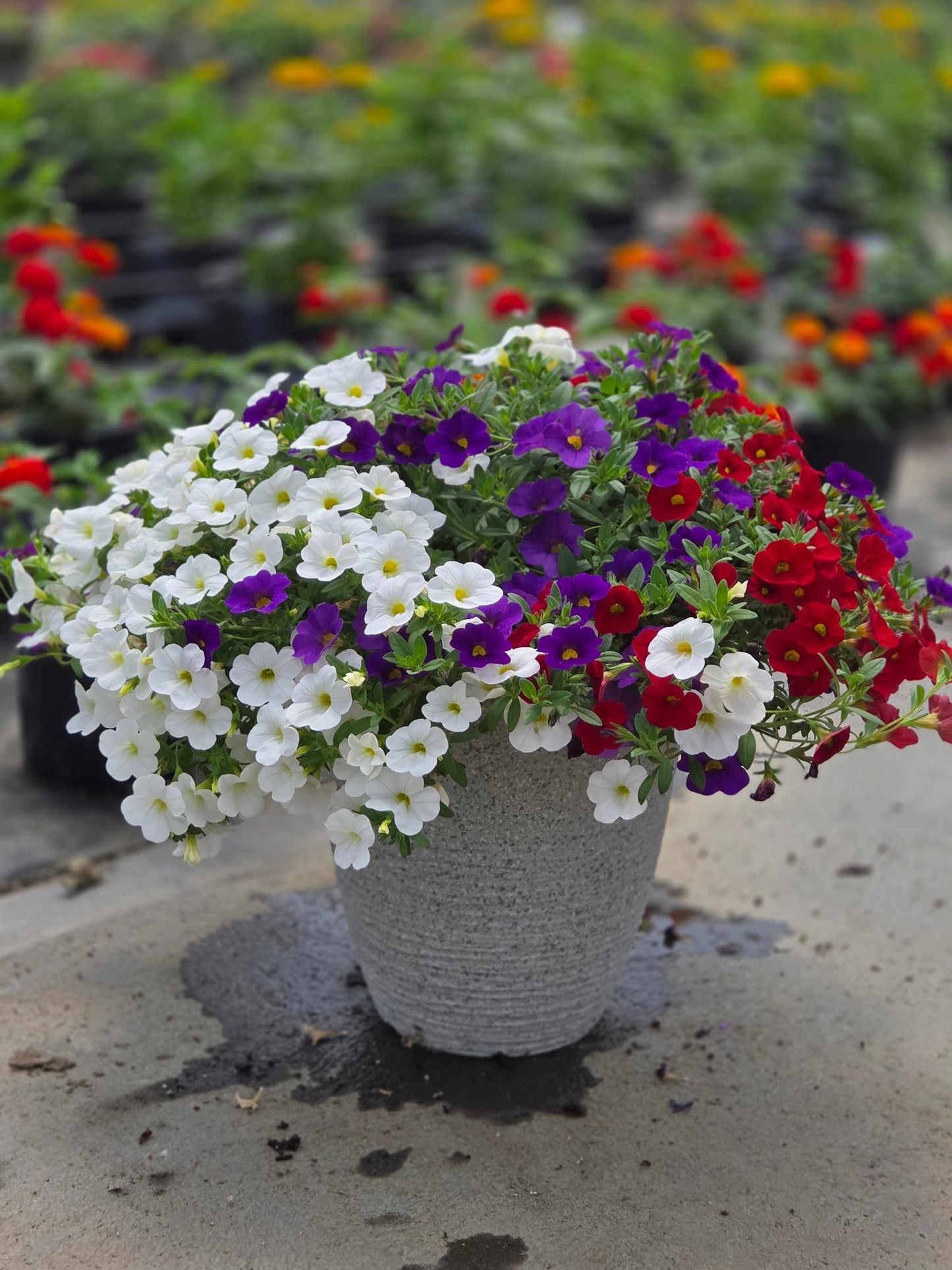 PatioTribute | Spirits United - Small Patio Container