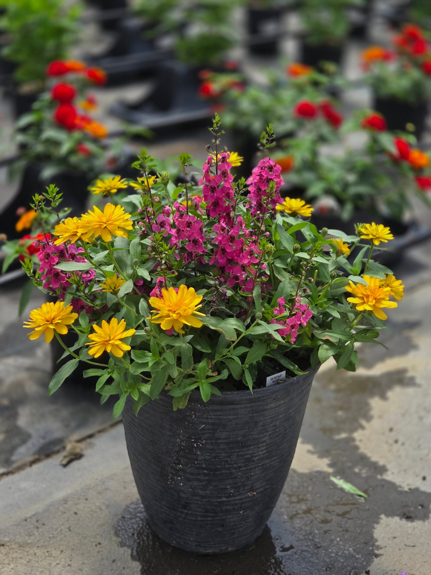 PatioTribute | Golden Glory - Small Patio Container