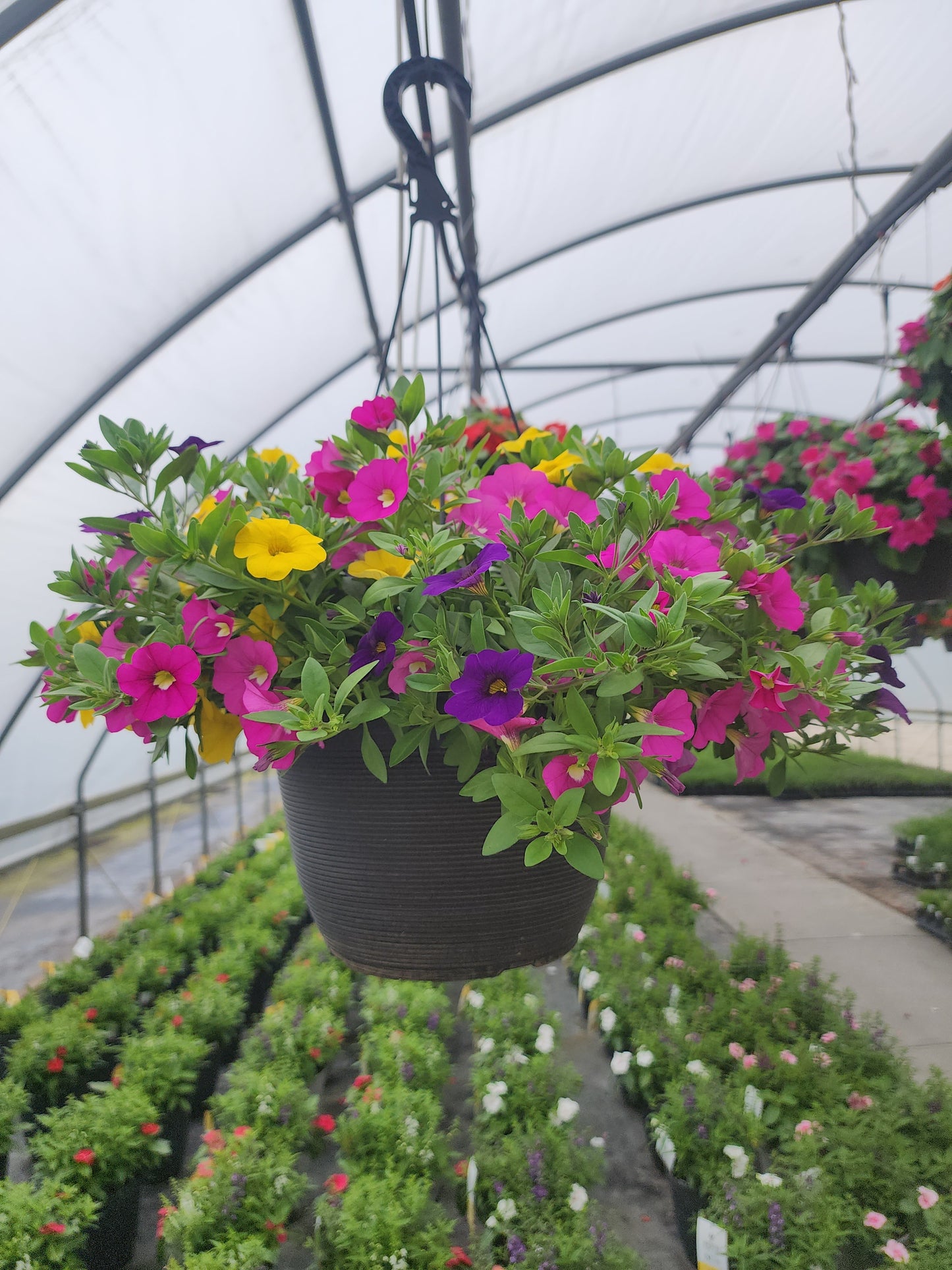 Calibrachoa | Sundance - Medium Hanging Basket