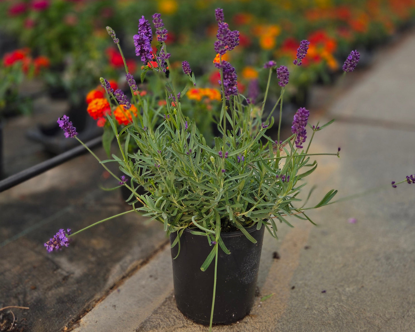 Lavender Pollinator Favorites | SuperBlue - 1 Gallon