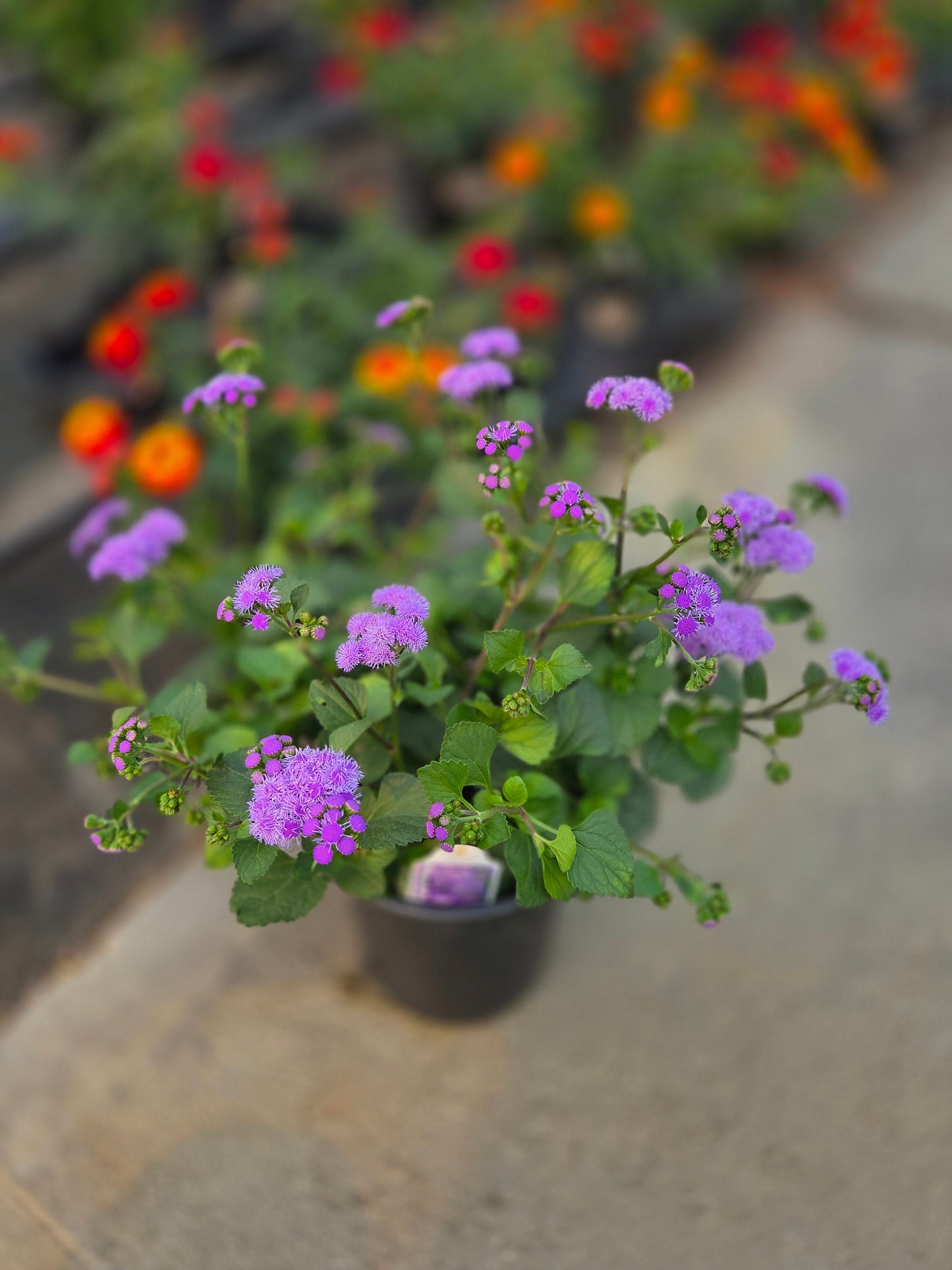 Ageratum Pollinator Favorites | Monarch Magic - 1 Gallon