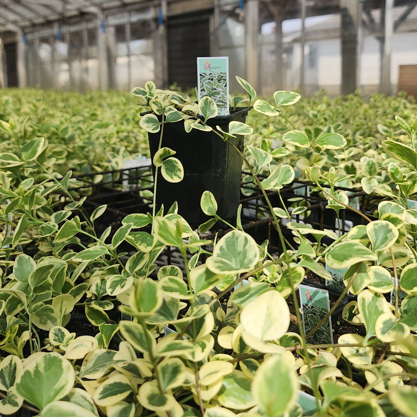 Vinca | Expoflora - 1 Pint