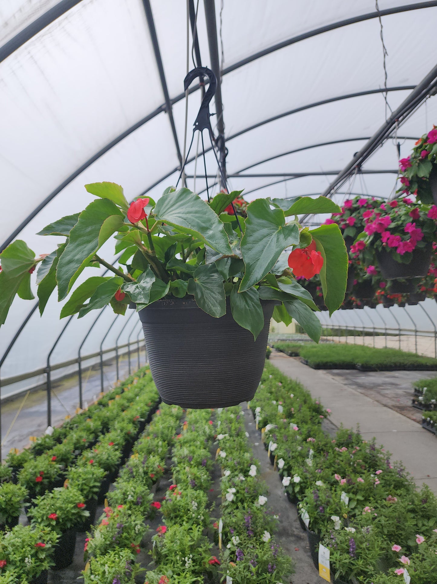 Begonia | Dragon Wing - Medium Hanging Basket