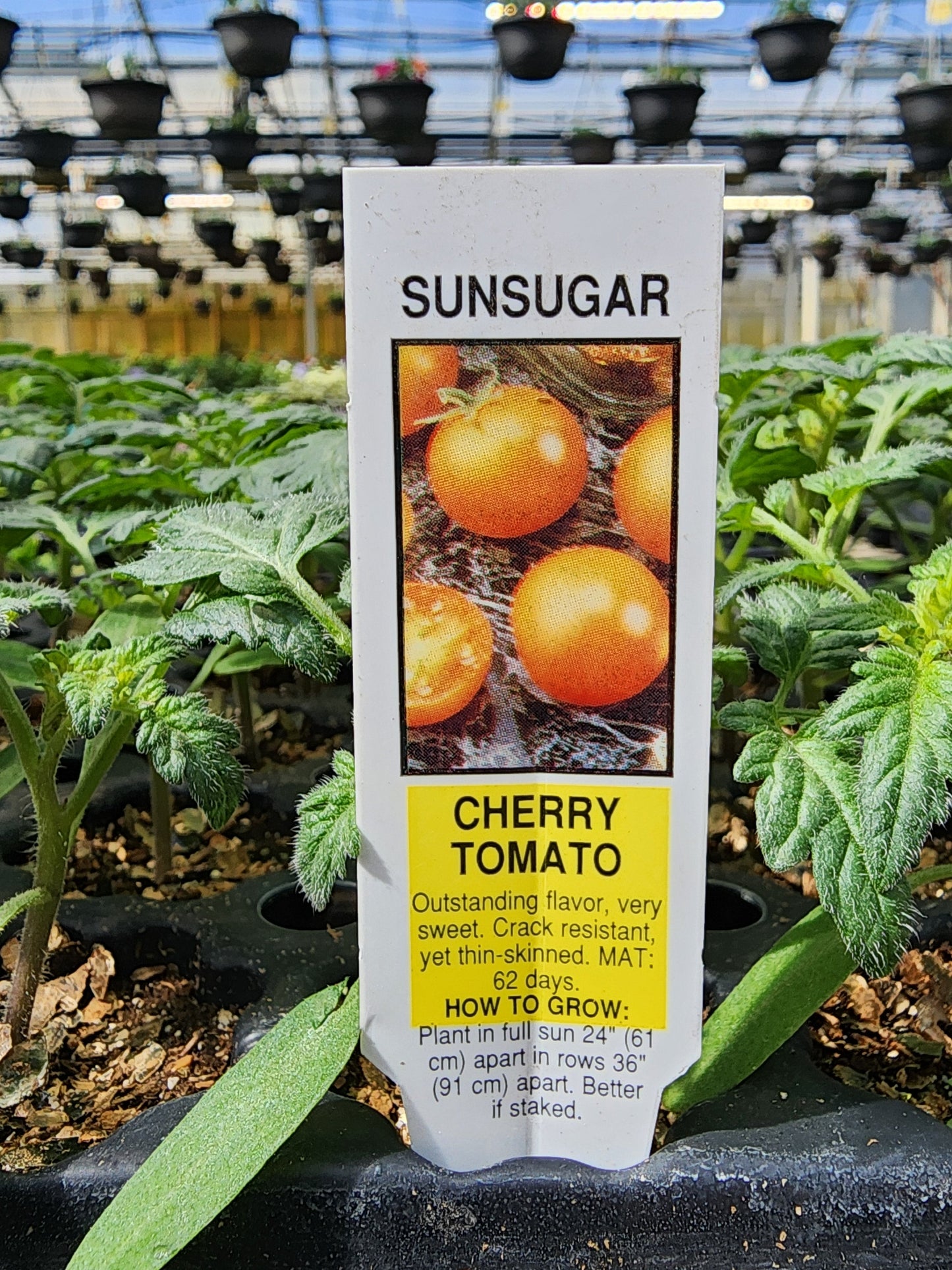 Tomato | Cherry | Sunsugar - 4 Pack