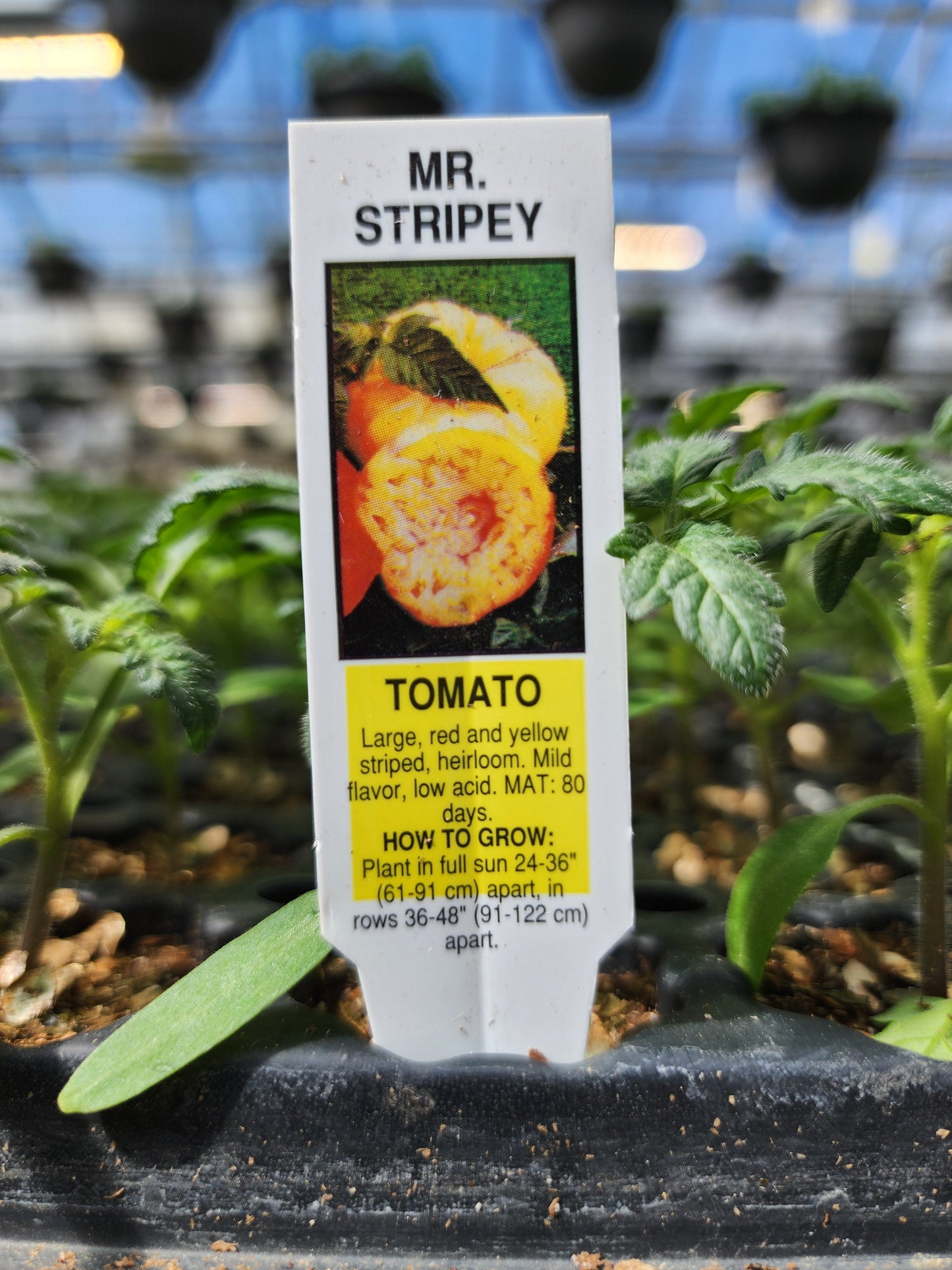 Tomato | Heirloom | Mr. Stripey - 4 Pack