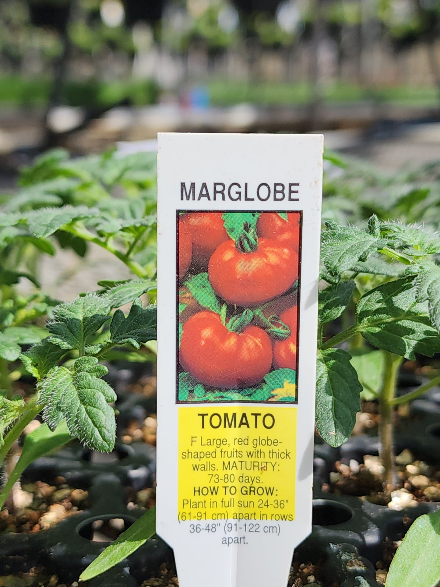 Tomato | Heirloom | Marglobe - 1 Pint