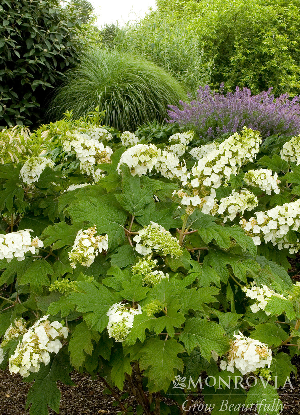 Oakleaf Hydrangea Early Summer Selections | Snow Queen & Ruby Slippers Guide