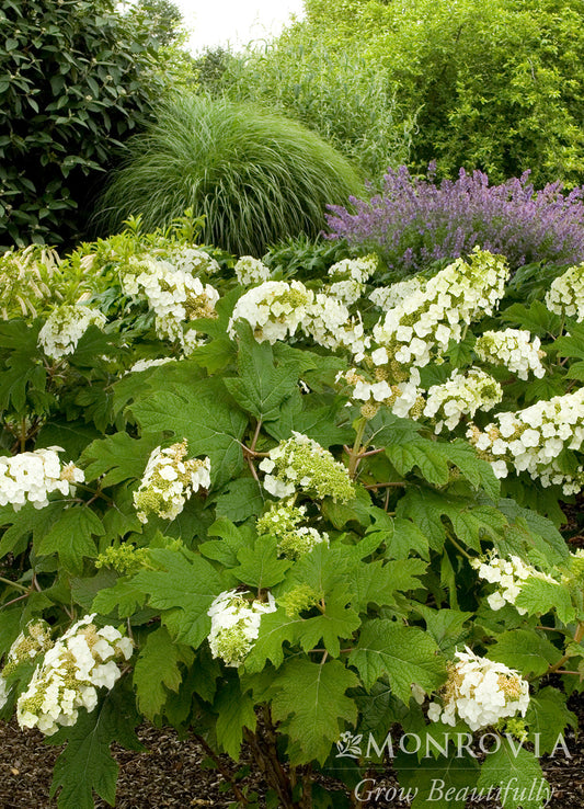 Oakleaf Hydrangea Early Summer Selections | Snow Queen & Ruby Slippers Guide