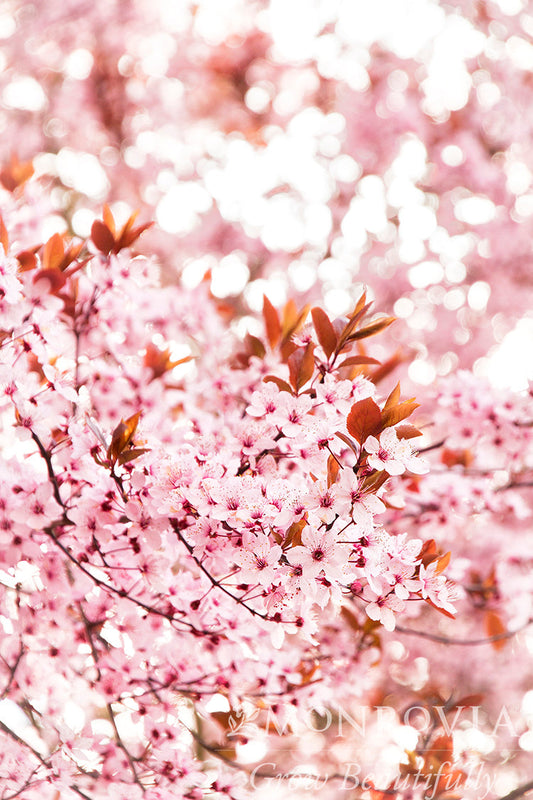 Cherry Blossom Garden Collection, A Celebration of Spring