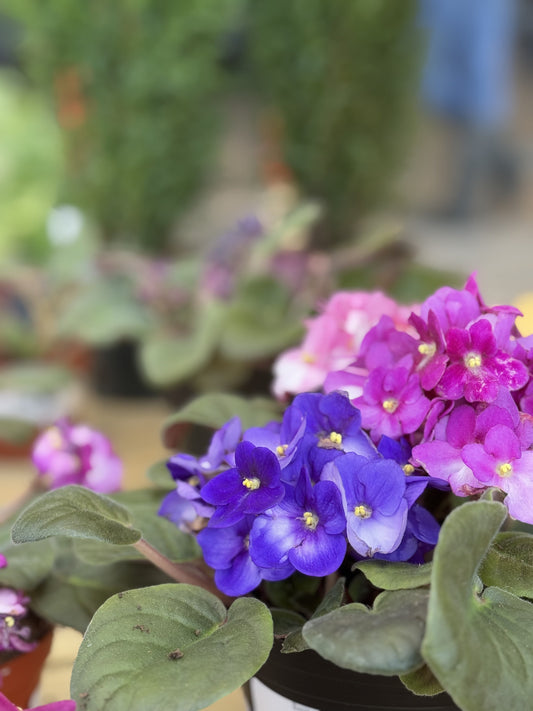 Purple and Pink African Violets