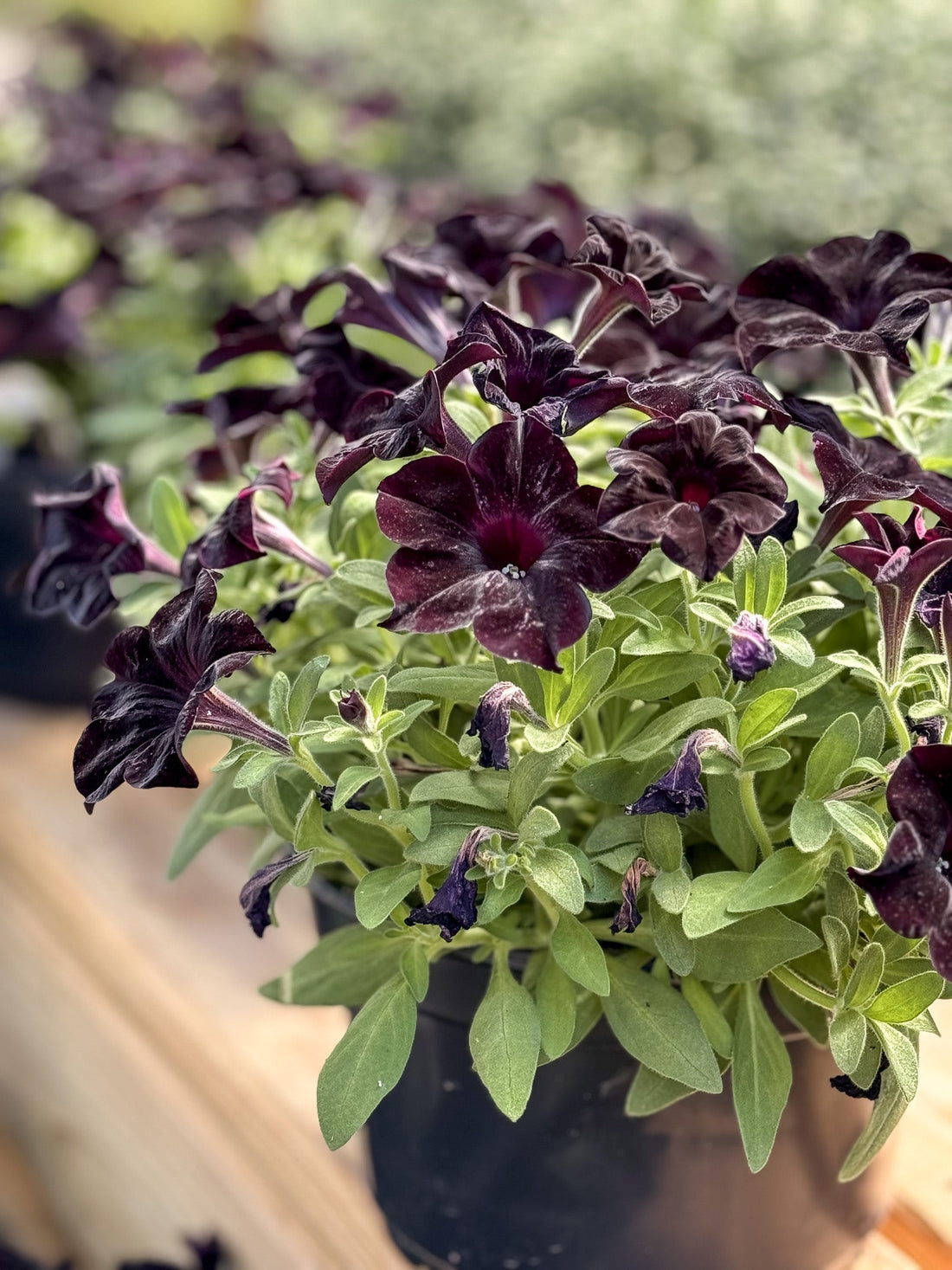 Goth Gardening: Dark Blooms, Bold Drama, and Fall Inspiration