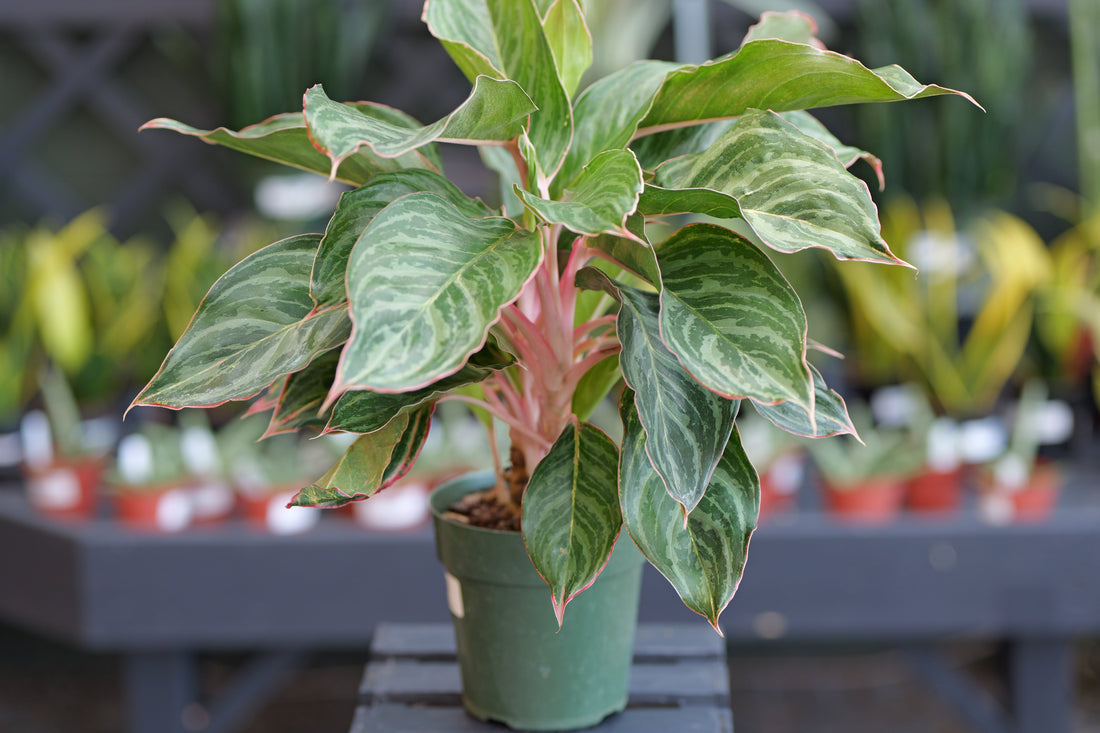 Fresh Start Foliage: The Best Houseplants for a Calmer, Brighter Winter Home