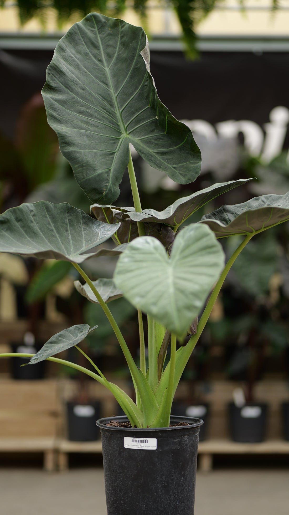 Hardy Tropical Plants for Ohio Gardens (Zones 2–6)
