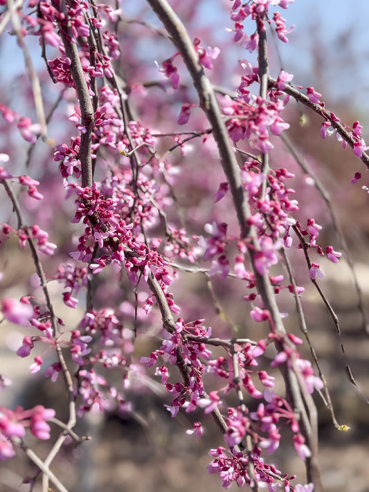 Cherry Blossom Garden Collection, A Celebration of Spring