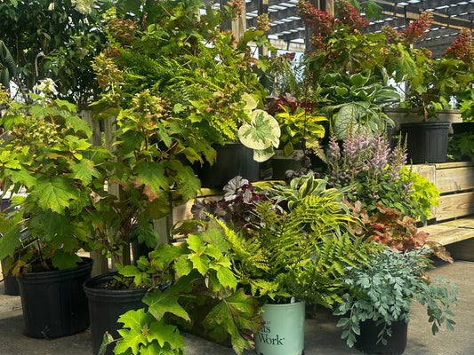 Collection of Shade Shrubs and Perennials 
