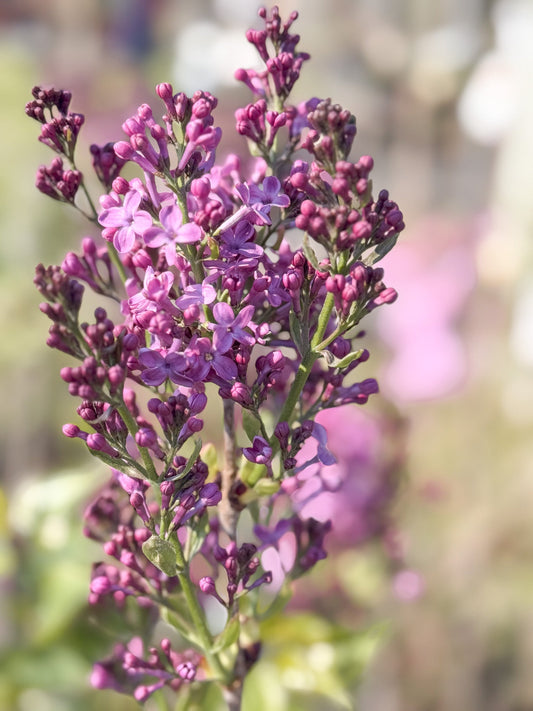 Lilac & Dogwood Trees for Your Gardens
