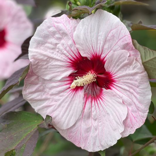 Hardy Hibiscus: Lessons from My Grandmother's Garden