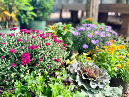 Fall Annuals: Bringing Color, Texture & Life to the Garden