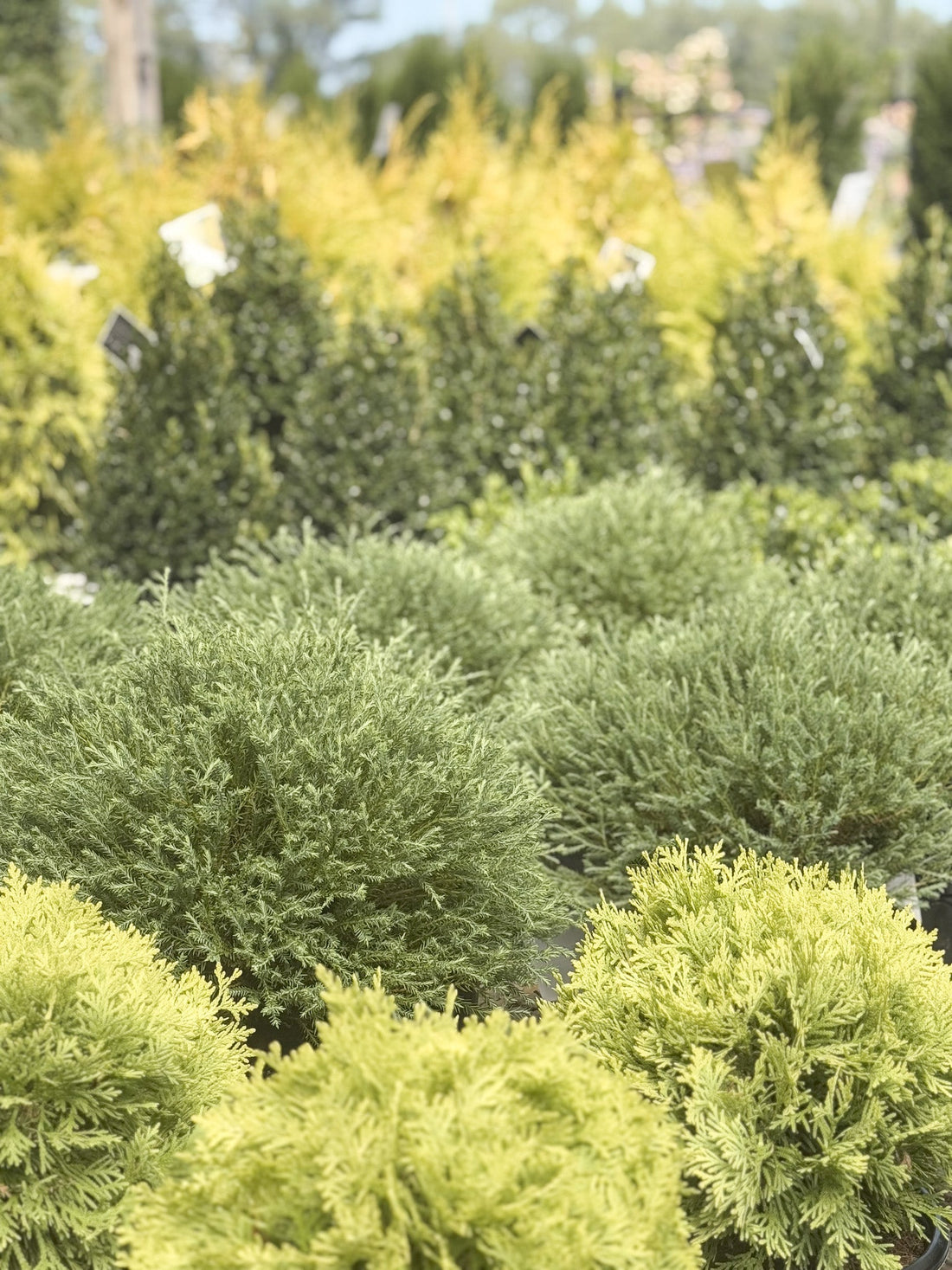 Foundation Favorites: Best Shrubs & Evergreens for Ohio Landscape