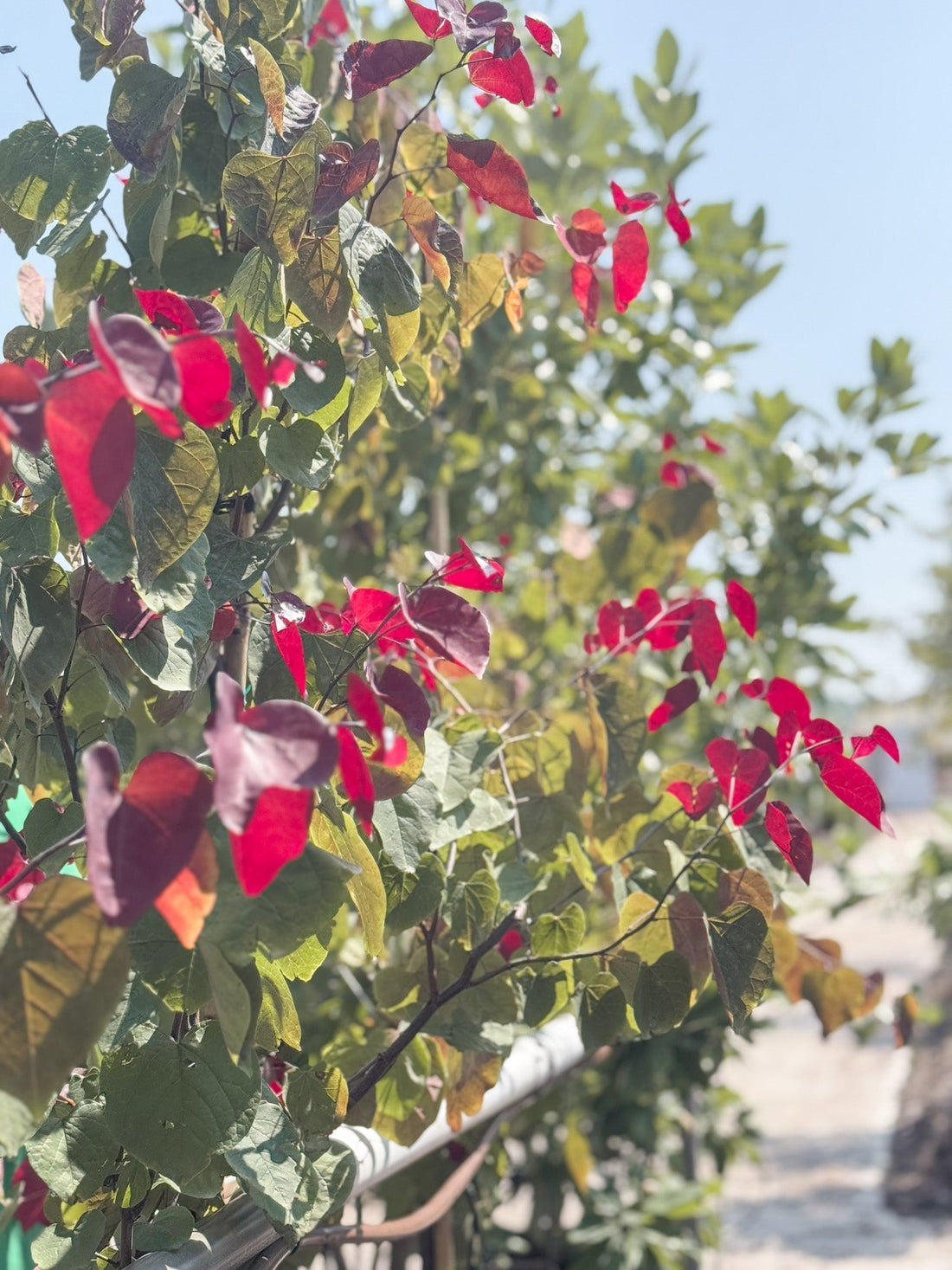 Big and Beautiful Trees: How to Choose the Right Shade Trees for Ohio Landscapes