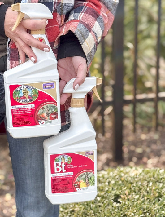 Box Tree Moth: What You Need to Know and What We Recommend