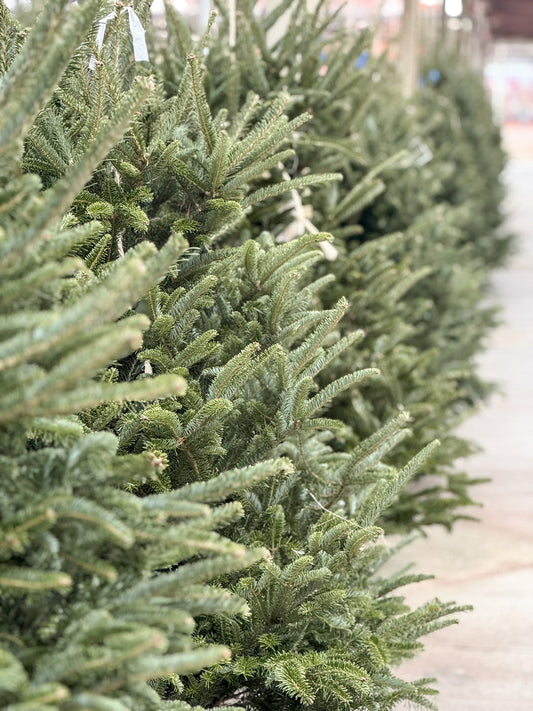 Top 5 Tips for Choosing and Caring for Your Live Christmas Tree in Ohio