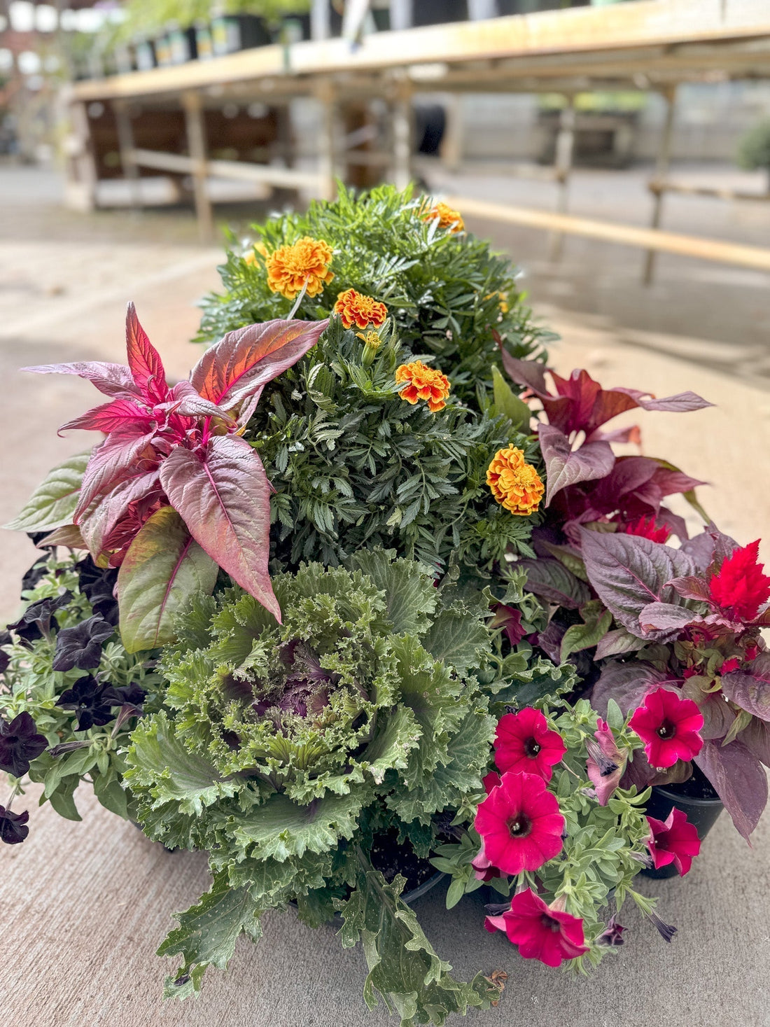 Planning Your Fall Container Garden: Why Now is the Perfect Time