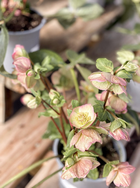 Helleborus Showcase: Winter’s Hidden Gems