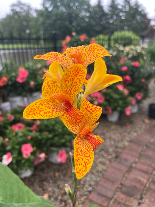 Hardy Tropical Plants for Ohio Gardens
