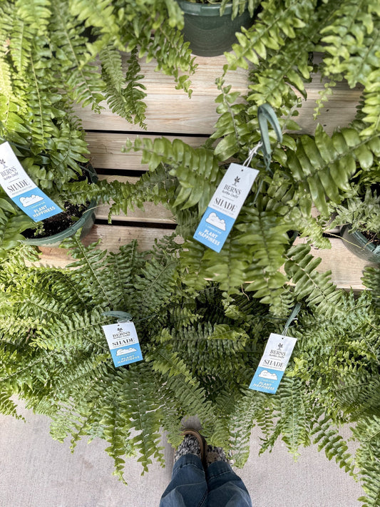 How to Care for Your Berns Ferns So They Last All Season
