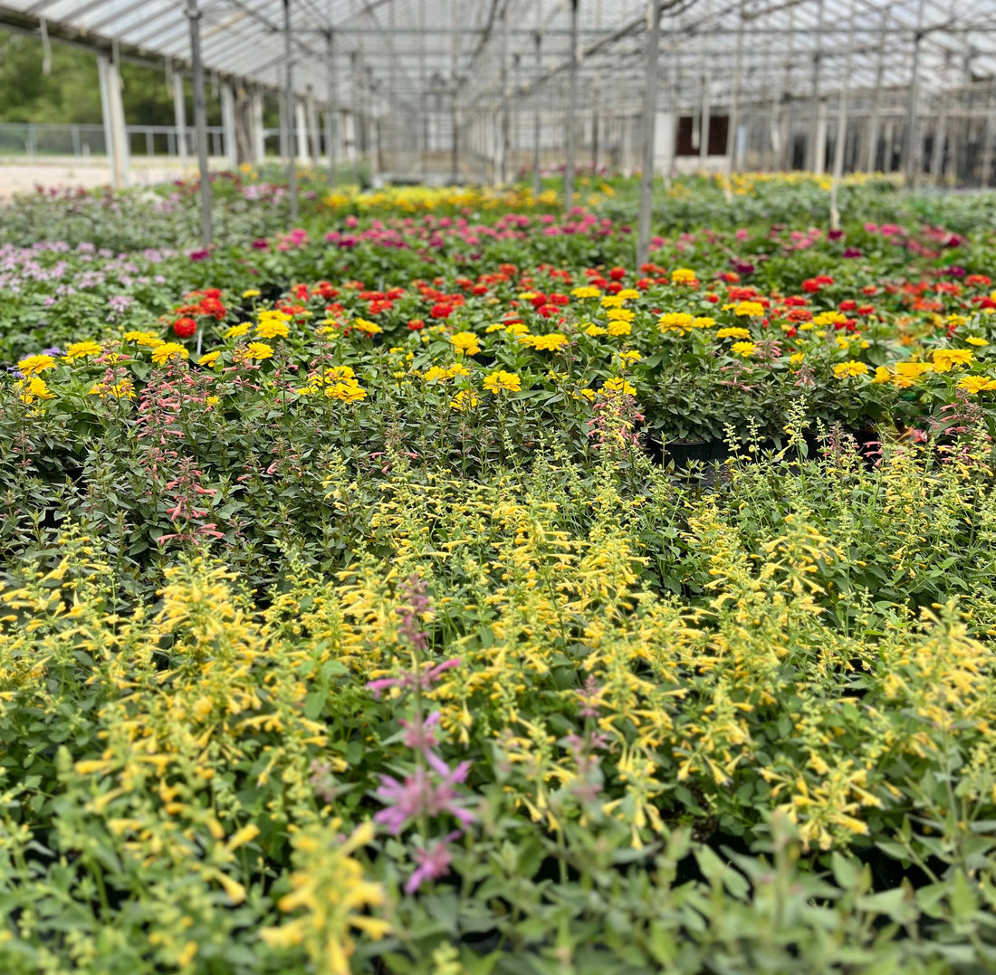 Your Pollinator Garden Should Be Safe for Pollinators. Ours Are.