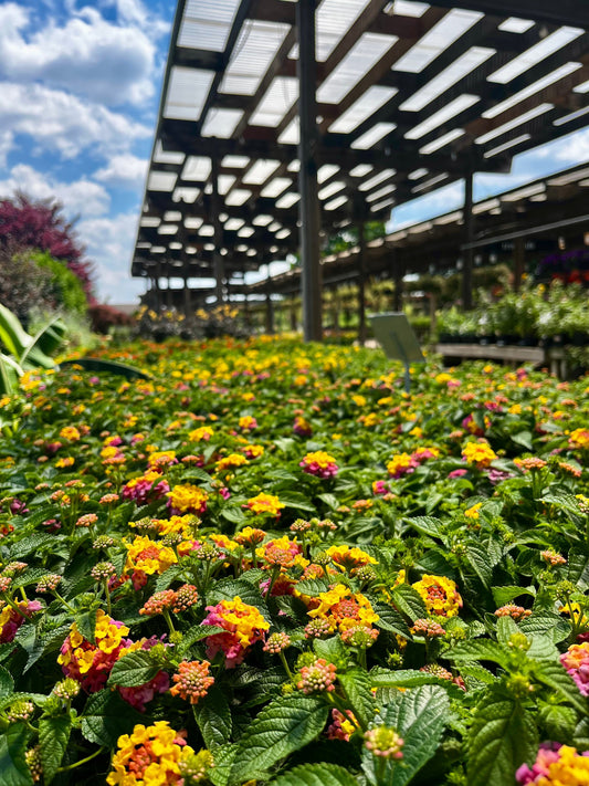 Spring Is Not Over Yet — The Case for June Planting