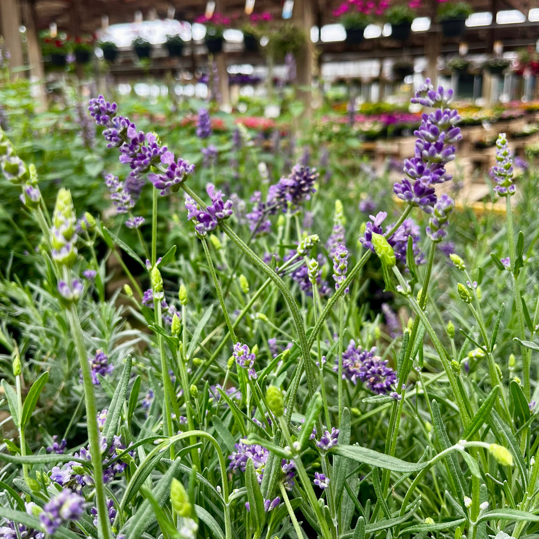 Not All Lavender Is the Same: The Right Lavender for Your Garden