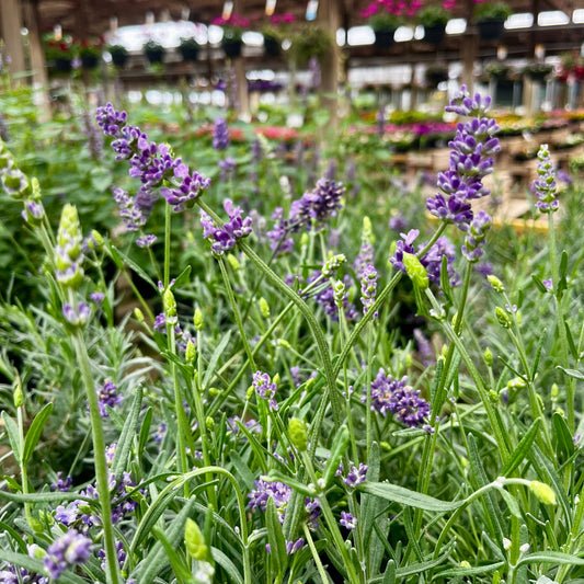 Not All Lavender Is the Same: The Right Lavender for Your Garden