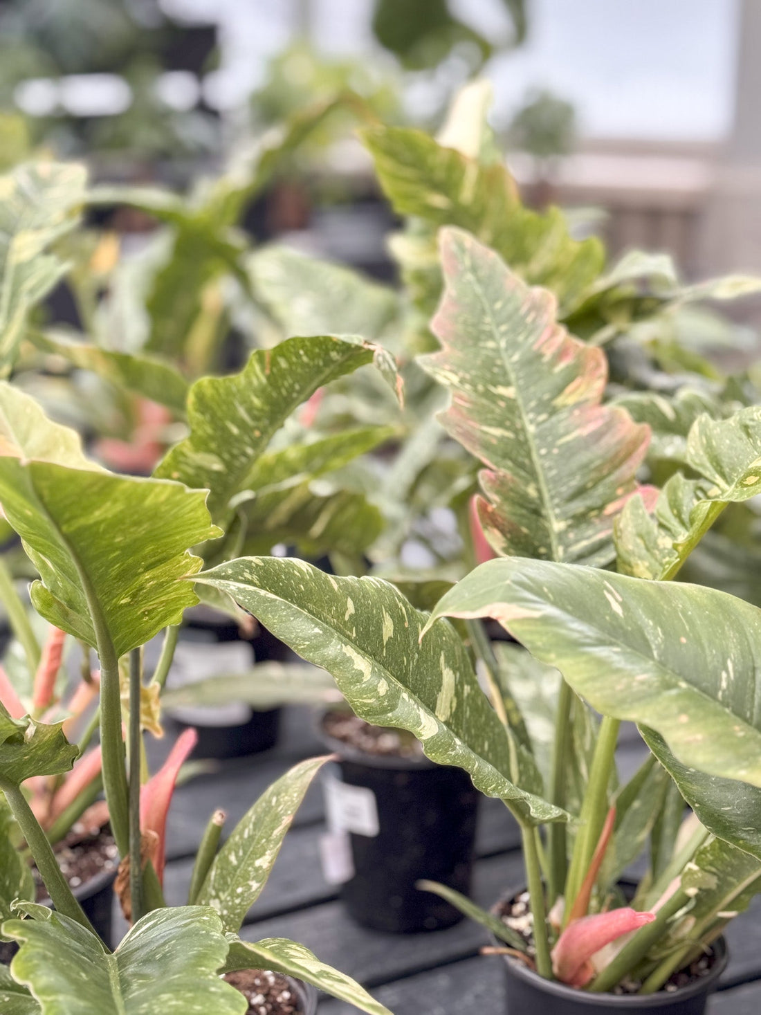 10 Essential Tips for Bringing Plants Indoors for Winter in Ohio