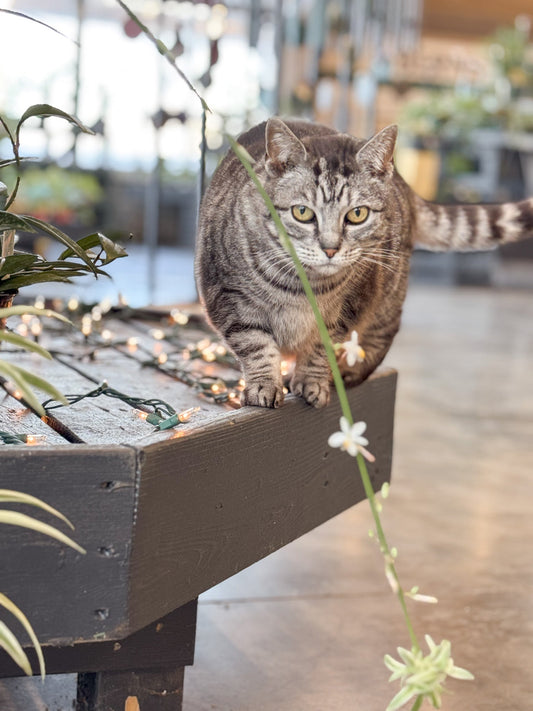 Pet Days of Winter | Event