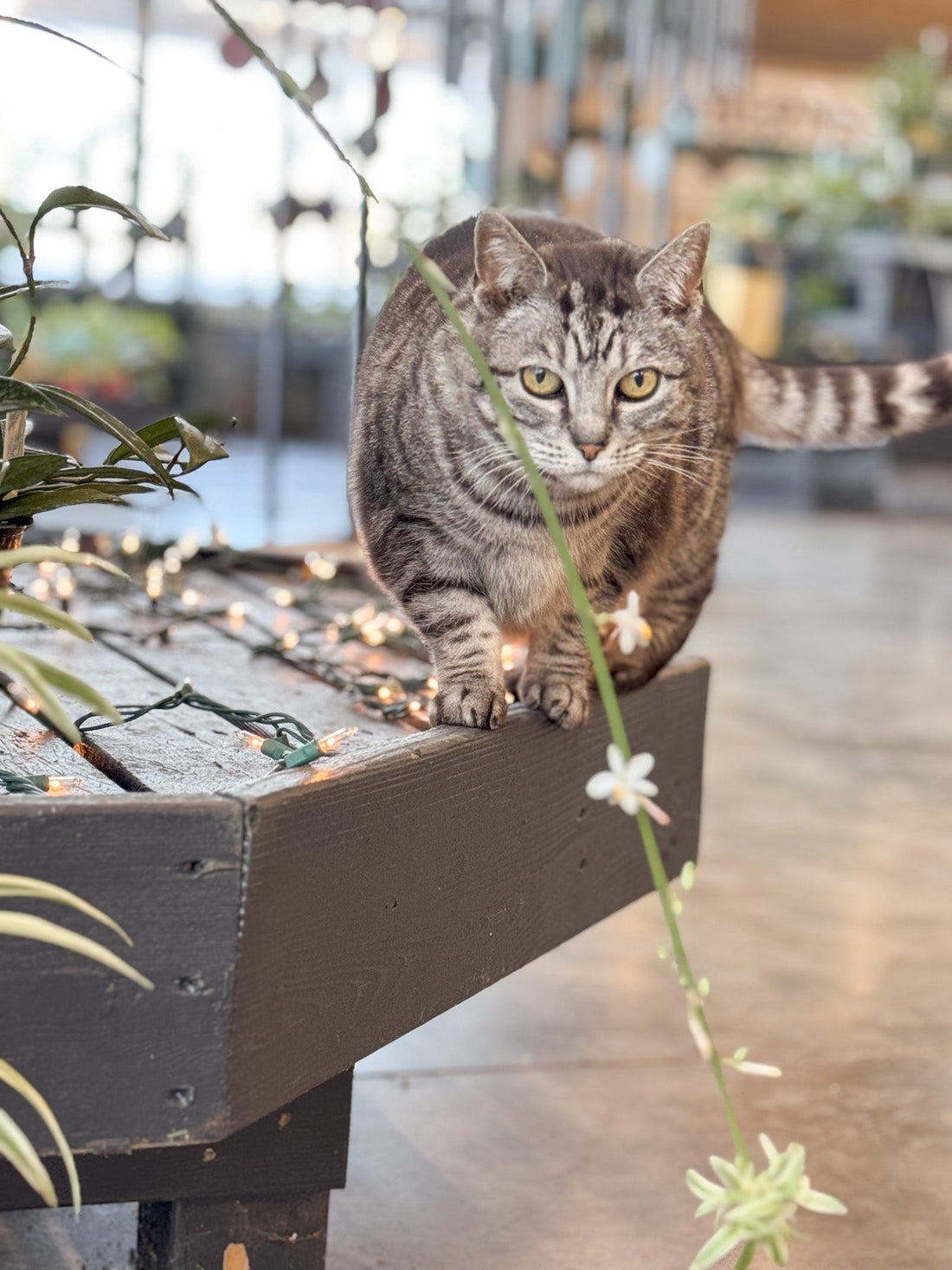 Pet Days of Winter | Event