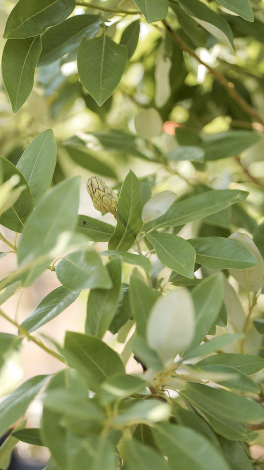Magnolia Tree leaves in Ohio
