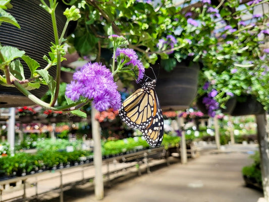 The Plants That Bring Your Garden to Life — Our Pollinator Favorites Collection