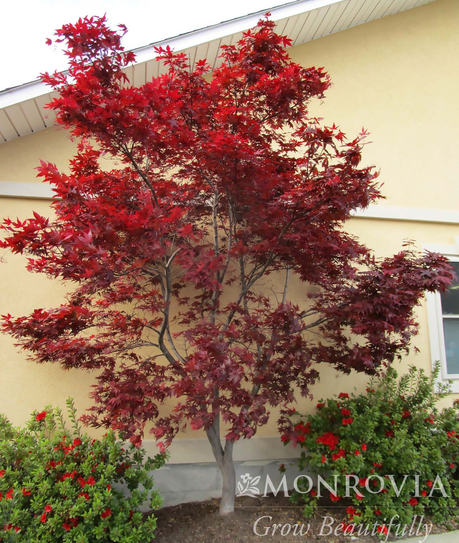 Japanese Maple Elegance Collection