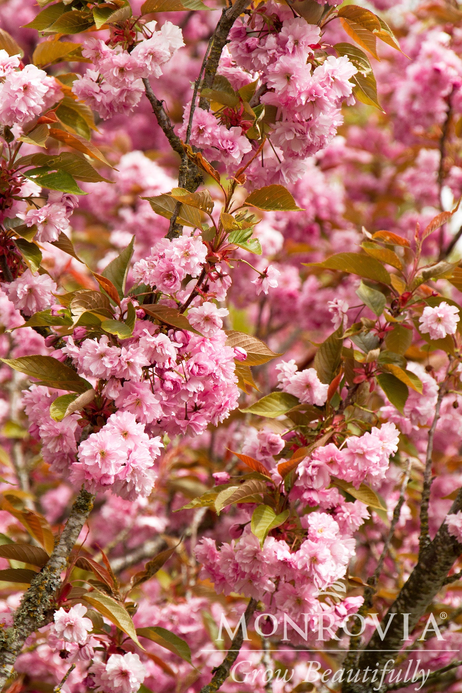 Cherry Blossom Garden Collection