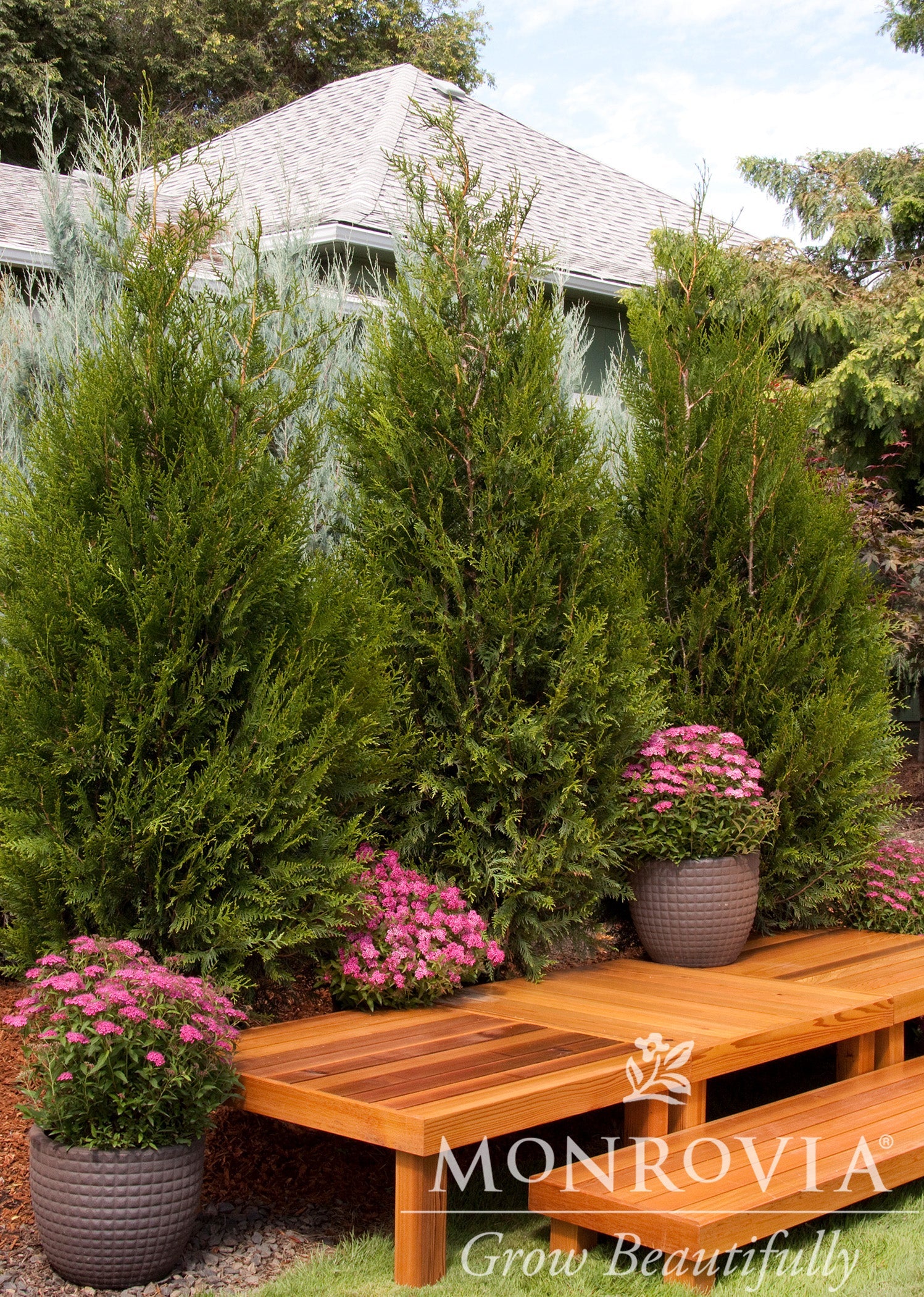 Evergreen Screening Plants