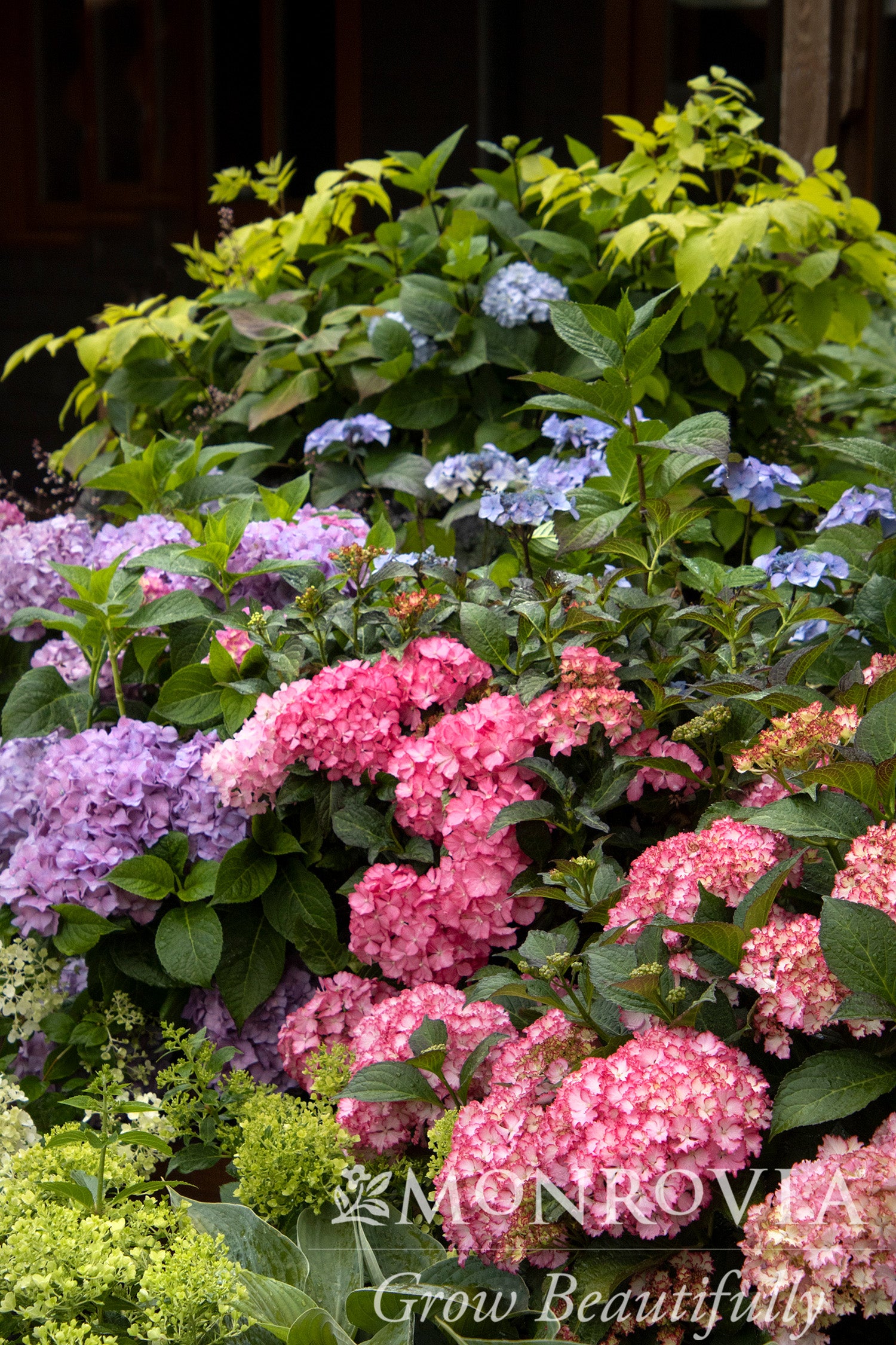 Hydrangeas for Part Shade