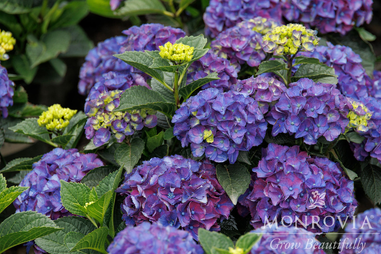 Shade Garden Hydrangea Collection