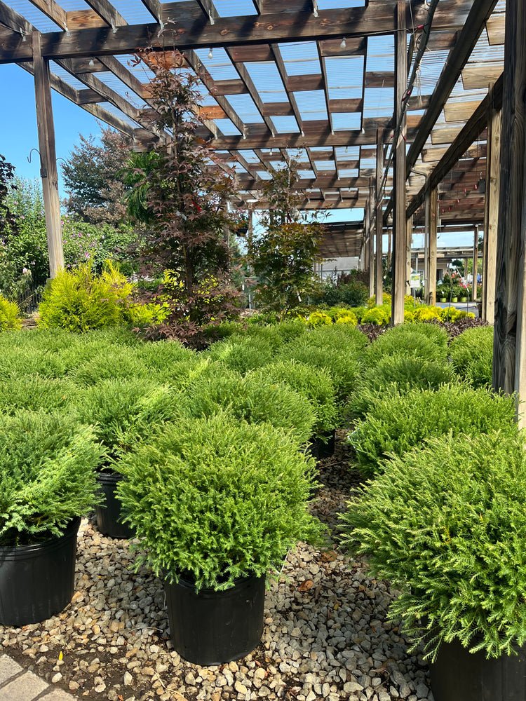 Berns' Recommended Boxwood Alternatives
