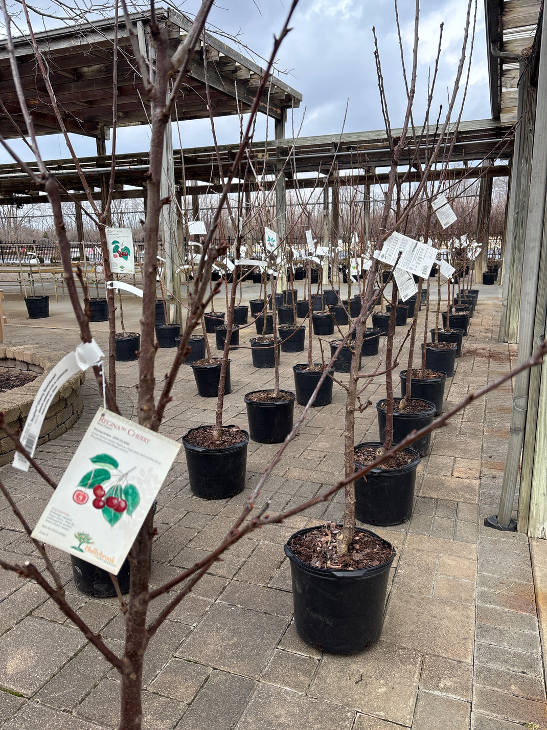 Hardy Fruit Trees & Shrubs (2025) - Berns Garden Center
