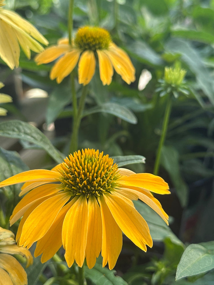 Coneflower & Companion Plants