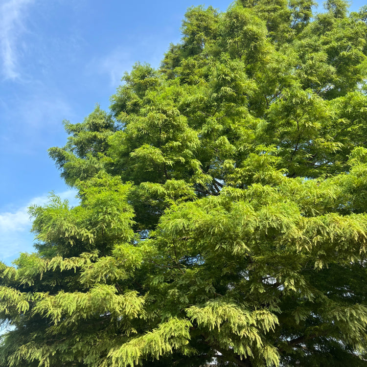 Big and Beautiful Trees