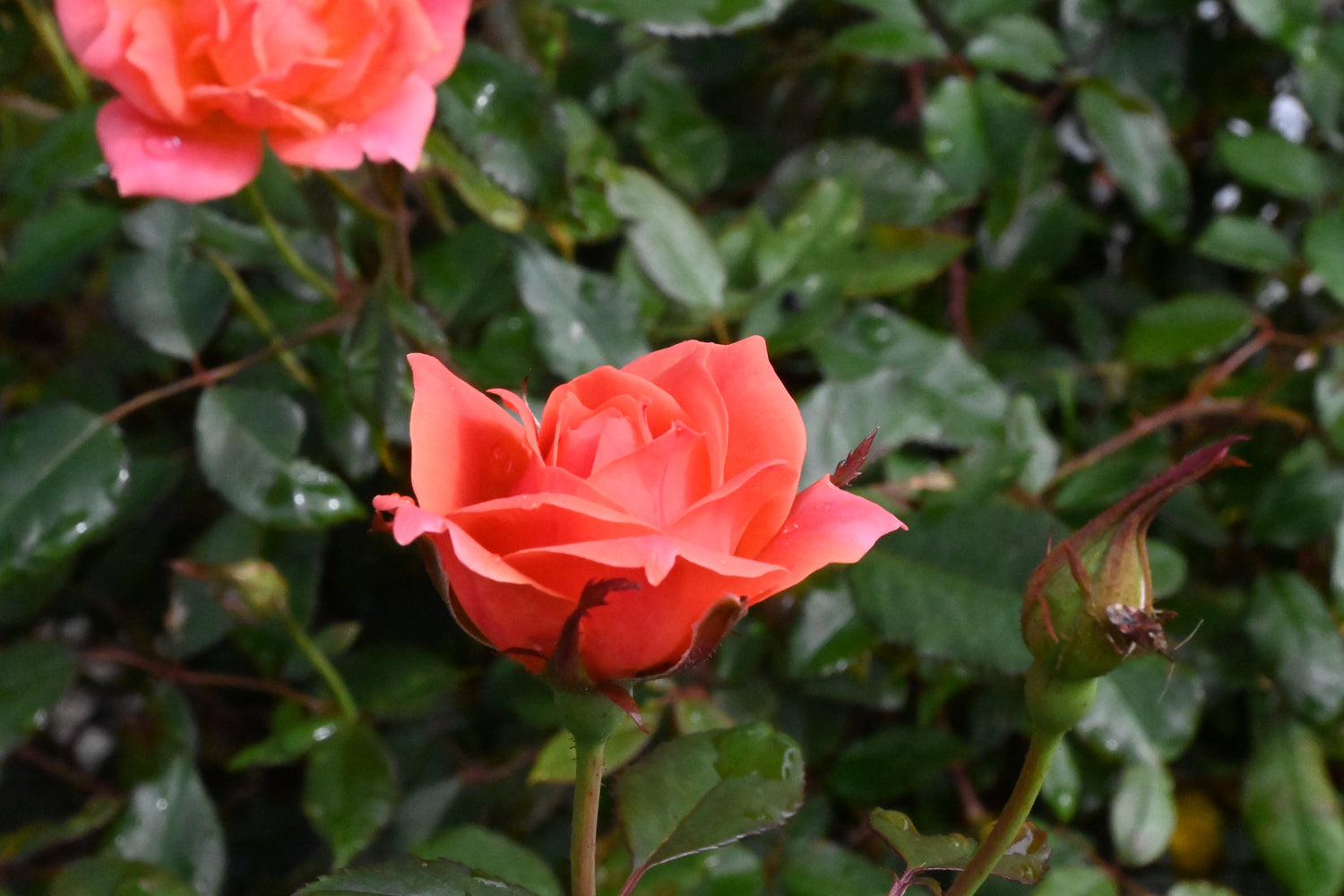 Roses